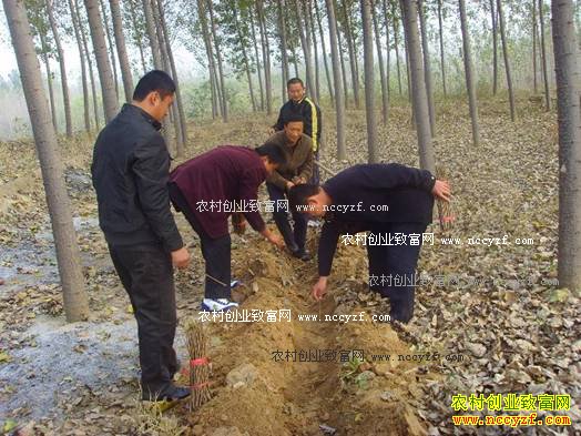 ����̫������ΰ�˹���ֳ���ÿĶ��������ǧԪ