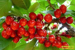 ��ӣ��¶�����༼��Ҫ��