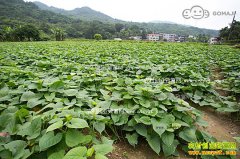 [ũ�����]�ĺ�����ֲ������Ƶ