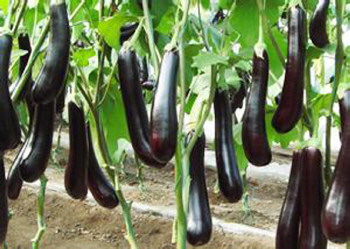 �������䲻ͬʩ�ʸ���