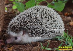 �����ֳǰ�����˹���ֳ��⬼������