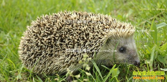 �������⬣������ֳ�������