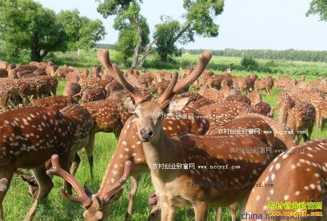 ÷��¹��ֳǰ�����˹���ֳ÷��¹����Ҫ��