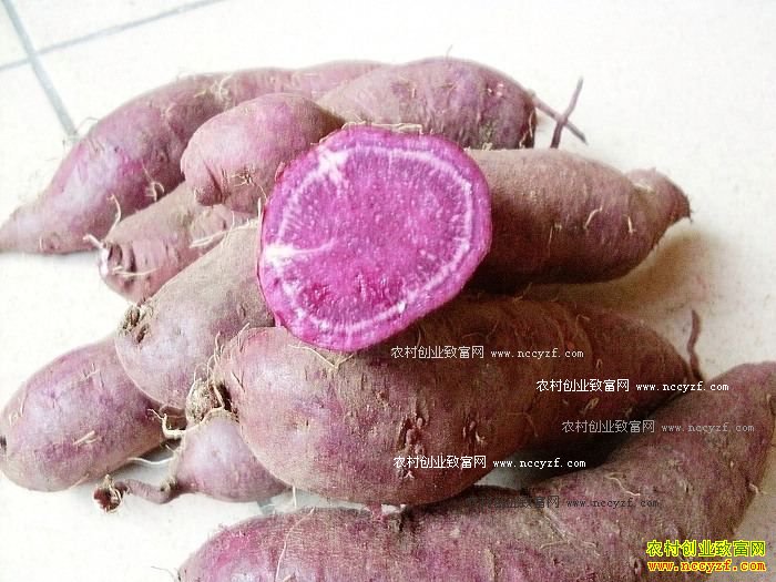 ����ת����ʳƷ������ר�ң���ȫ����