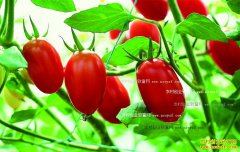 ����ת����ʳƷ������ר�ң���ȫ����