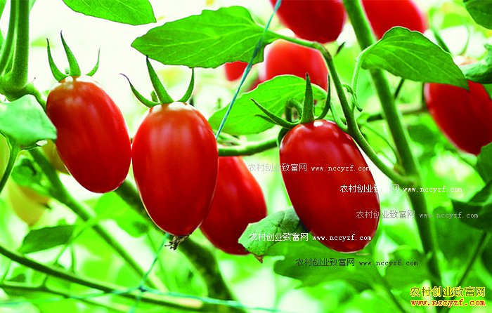 ����ת����ʳƷ������ר�ң���ȫ����