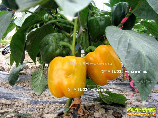 ����ת����ʳƷ������ר�ң���ȫ����