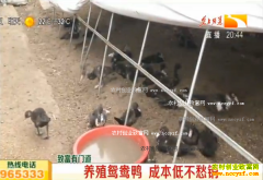 ũ���¸���Ŀ����ֳԧ��Ѽ �ɱ��Ͳ�����