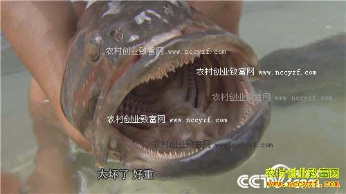 һ��̨�����˲���˵��ǧ��Ƹ�����