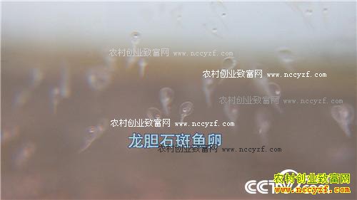 һ��̨�����˲���˵��ǧ��Ƹ�����