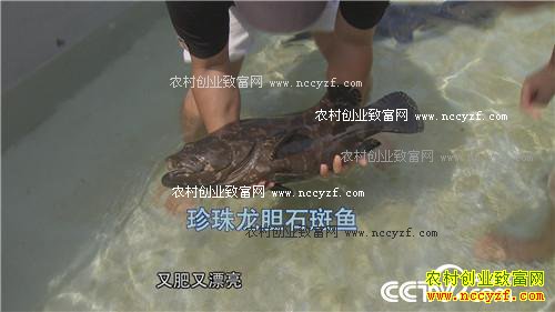 һ��̨�����˲���˵��ǧ��Ƹ�����