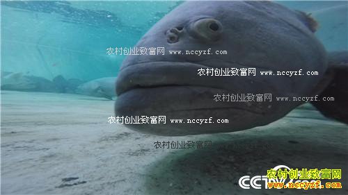 һ��̨�����˲���˵��ǧ��Ƹ�����