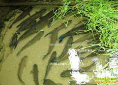 [ũ�����]ɽȪ������ˮ�� һ����㼸ʮԪ