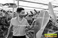 ����ͭ����С���������㽶Ķ��3000����