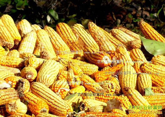 2016�����׼۸�����Ԥ�⣺�����׽��������׼۸���Ȼƣ��