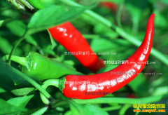 2016����������Ԥ�⣺�����۸����� ����ǰҪ���߷�