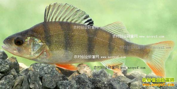 [ÿ��ũ��]ˮ�еġ��ϻ��� ��ֳ�����ٺ�׬Ǯ