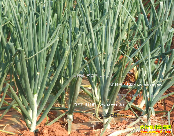 ������缼��Ҫ��