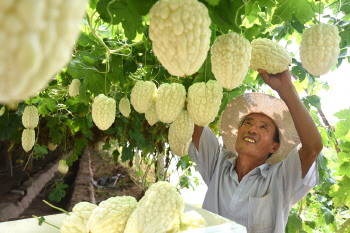 ɽ�����ϣ���ֲƻ�����Ч��߳��¸�����Ŀ