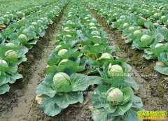 �ָ���׬Ǯ�𣺸����۸�������������������