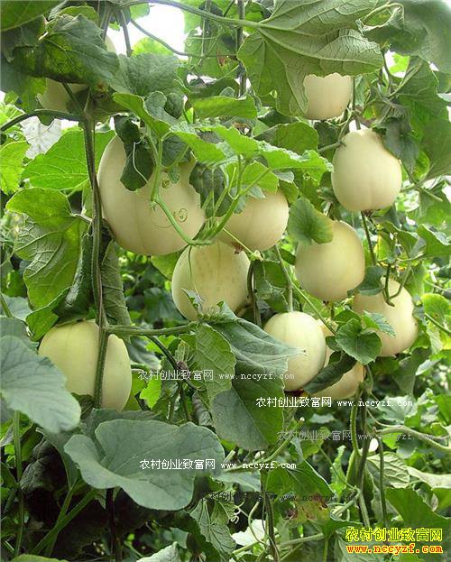 ���Ҷ�ݲ��ķ�����Ԥ������