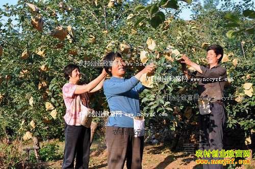 ƻ�������״������