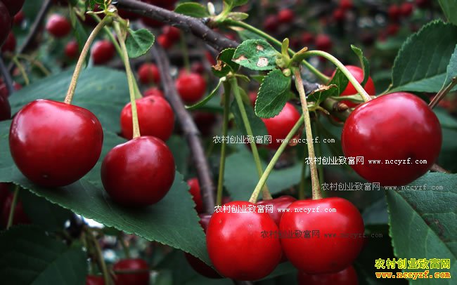 �����Ӻ�ӣ����ʲô����