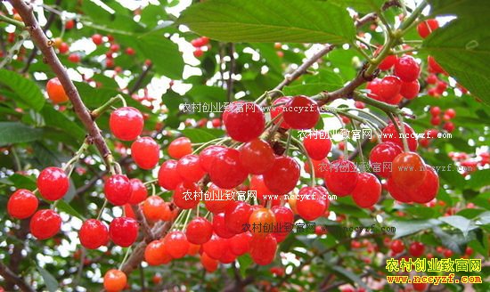 �����Ӻ�ӣ����ʲô����