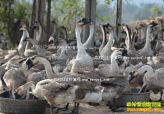 �㶫�����������ֳ���ض�������2000����Ԫ