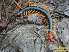 ������ֳ��򼣺����˹���ֳ����