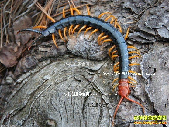 ������ֳ��򼣺����˹���ֳ����