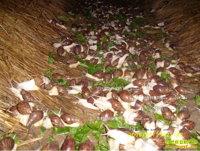 ��ֳ��ţ׬Ǯ�� ������ţ��ֳ����ǰ������