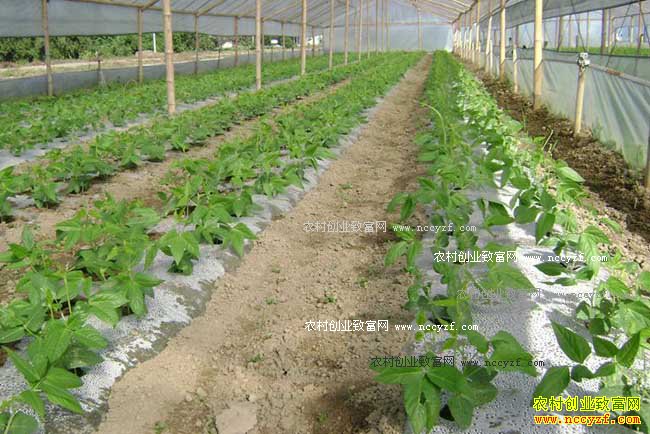 �����߲���ֲ������ɱ�����