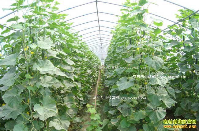 �����߲���ֲ������ɱ�����