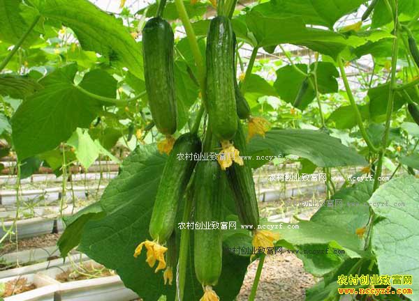 �����߲�������ɱ�����