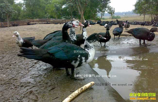 С��Ǯ��ɫ��ֳ