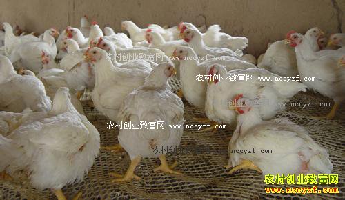 2016��10���⼦�۸�����Ԥ��