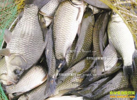 2016������۸��������ƣ���ͷ�ۻ����½�1-3Ԫ/��