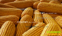 2016��10�����׼۸���������Ԥ��