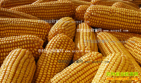 2016��10�����׼۸���������Ԥ��