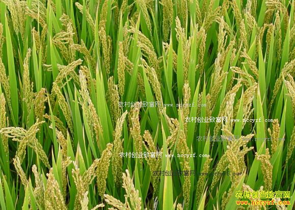 2016�꾬���۸�����Ԥ�� ���־��������