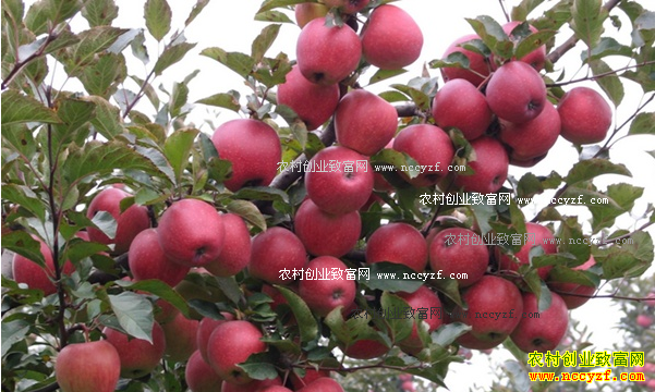 2016��ƻ���۸�����Ԥ�⣺����ƻ���г���ս�֯��ȷ�����ض�