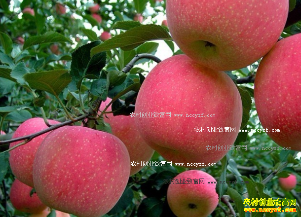 2016��ƻ���۸�����Ԥ�⣺����ƻ���г���ս�֯��ȷ�����ض�