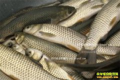 2016��10�²���۸����飺����������ͼ�4.5Ԫ/��