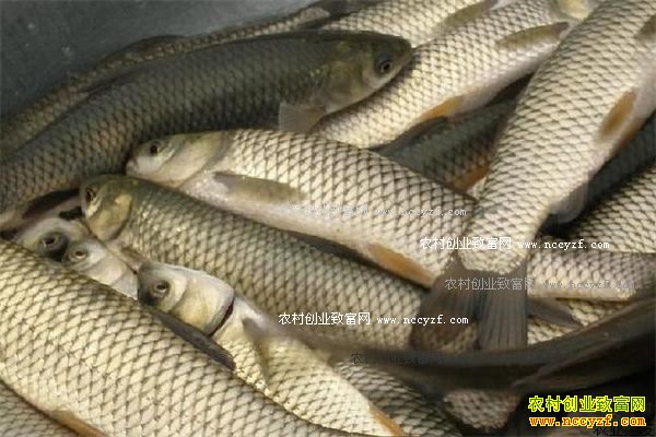 2016��10�²���۸����飺����������ͼ�4.5Ԫ/��