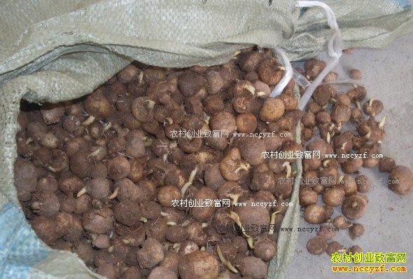 2016��10�°��ļ۸����飺Ұ����������ͬ�ȼ۸����