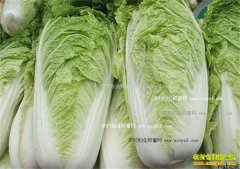 2016���ײ˼۸����飺������ײ˼۸���껹��������?