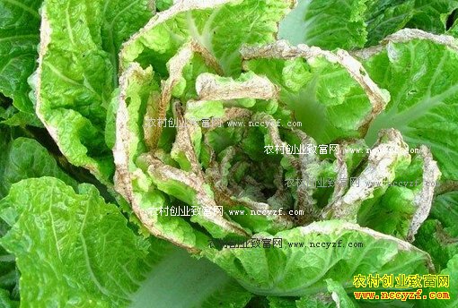 ��ײ˲��溦���η���