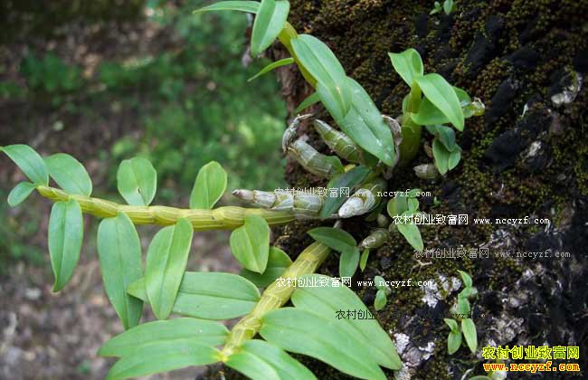 2016��10��15������ҩ���г�ʯ���۸�����