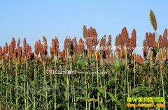 2016������۸�����Ԥ�⣺��������Ӧ��������������